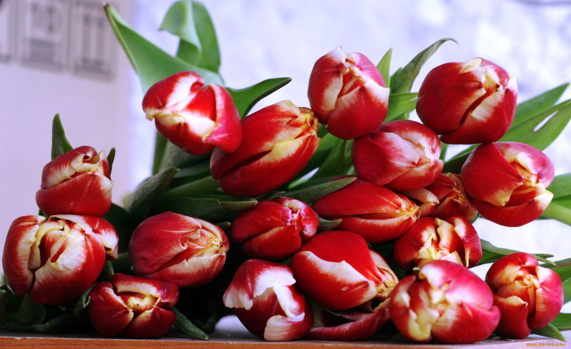 Красные тюльпаны букет на рабочий стол